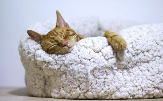 Cat sleeping on a pillow